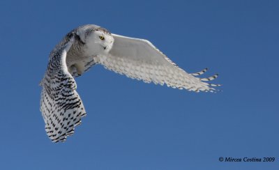 Snowy Owl (Bubo scandiacus)