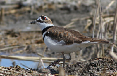 Kildeer / Pluvier Kildir (Charadrius vociferus)