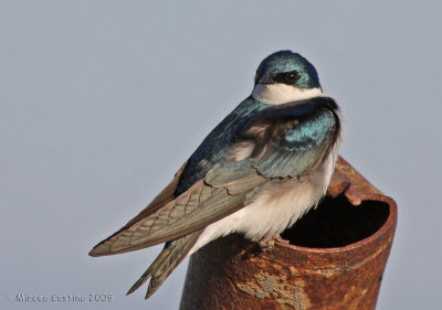 Tree Swallow, L'Hirondelle bicolore (Tachycineta bicolor)
