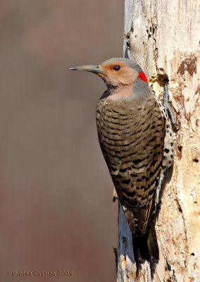 Northern flicker (Colaptes auratus)