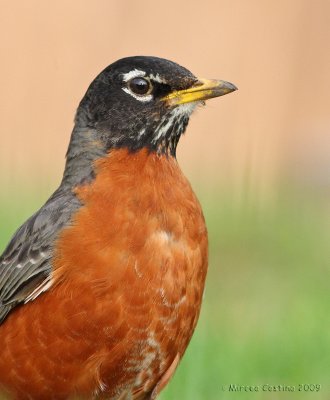 American robim (Turdus-migratorius)