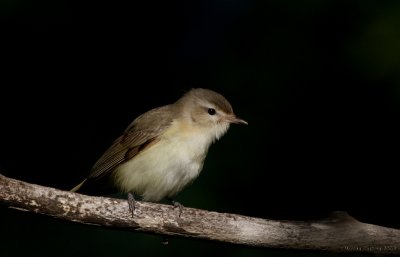 Warbling Vireo, Viro mlodieux (Vireo gilvus)