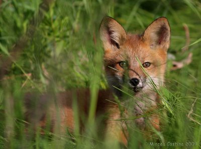 Red Fox , renard roux (Vulpes vulpes)-bebe