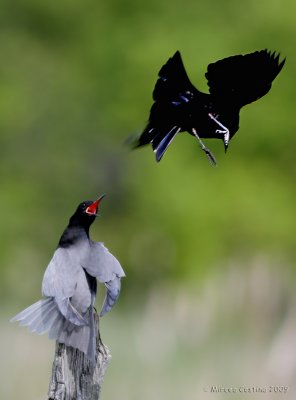 Black Tern (Chlidonias niger) VS The Red-winged Blackbird (Agelaius phoeniceus)