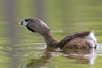 Pied-billed Grebe (Podilymbus podiceps)