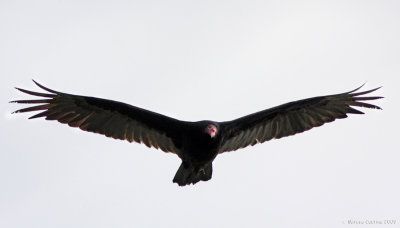 Turkey Vulture, Urubu  tte rouge  (Cathartes aura)