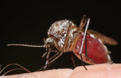 Mosquito (Aedes spp.)
