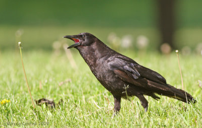 American Crow,  Corneille d'Amrique (Corvus brachyrhynchos)