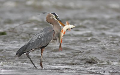 Great Blue Heron (Ardea herodias)