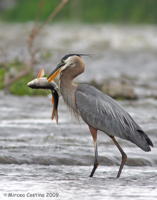 Great Blue Heron (Ardea herodias)