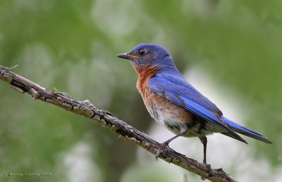 Eastern bluebird (Sialia sialis) m.