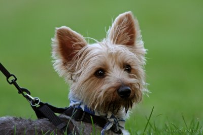  Zatz (Yorkshire terrier)