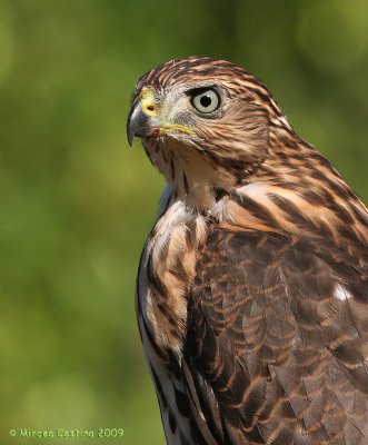 Cooper's Hawk (Accipiter cooperii)