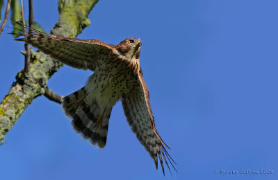 Cooper's Hawk (Accipiter cooperii)