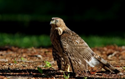 Cooper's Hawk (Accipiter cooperii)