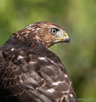 Cooper's Hawk (Accipiter cooperii)