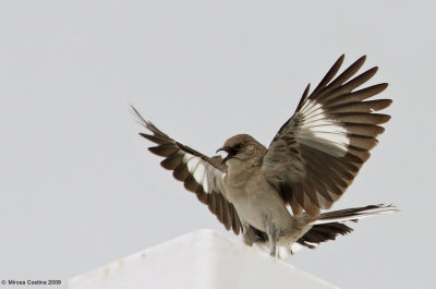 Northern Mockingbird, Le moqueur polyglotte (Mimus polyglottos)