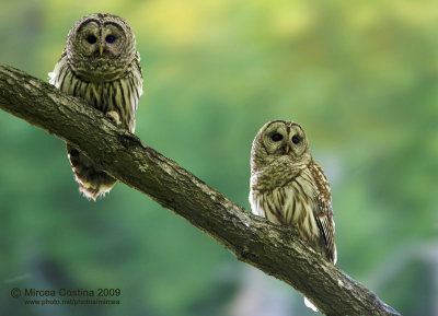 Barred-Owl-(Strix-varia)