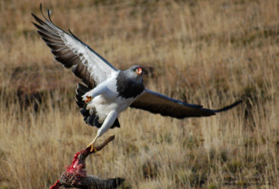 The Black-chested Buzzard-eagle (Geranoaetus melanoleucus)