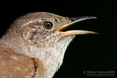 House Wren, Troglodyte familier (Troglodytes aedon)