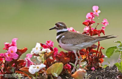 The killdeer (Charadrius vociferus)