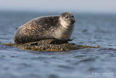 The Common Seal,  Le phoque commun (Phoca vitulina)