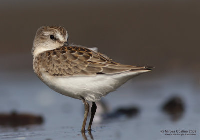 Semipalmated Sandpiper (Calidris pusilla)