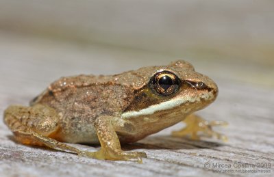 Wood Frog (Rana sylvatica)