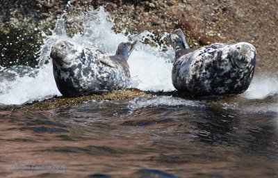 The Grey Seal, Le phoque gris (Halichoerus grypus)