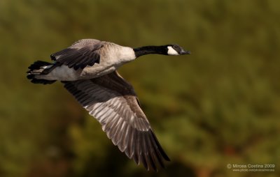 Canada Goose (Branta canadensis)