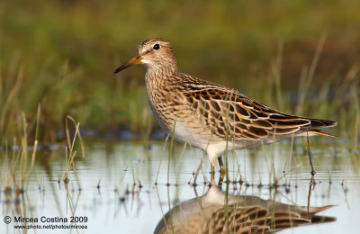 Pectoral Sandpiper (Calidris melanotos)