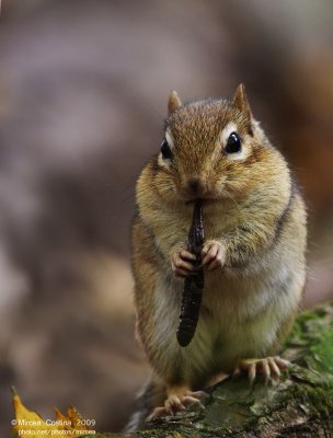 The Eastern Chipmunk (Tamias striatus)