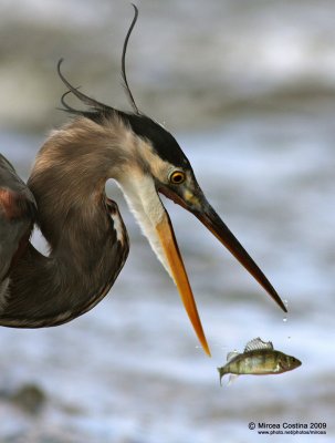 Great Blue Heron (Ardea herodias)