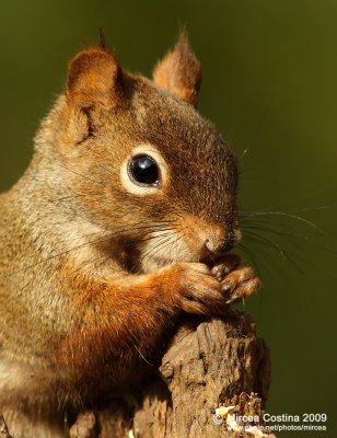 North American red squirrel (Tamiasciurus hudsonicus)