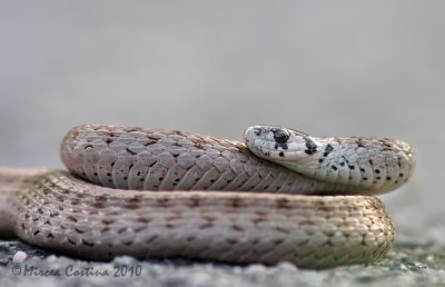 Brown Snake (Storeria dekayi )