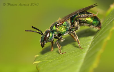 Halictid bee - Augochlorella sp