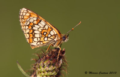 Heath Fritillary (Melitaea athalia)