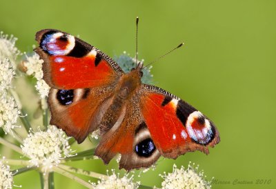 European Peacock (Inachis io)