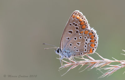 Silver-studded blue (Plebejus argus)