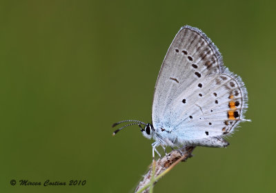  Short-tailed Blue, Azuré du trèfle (Everes argiades)
