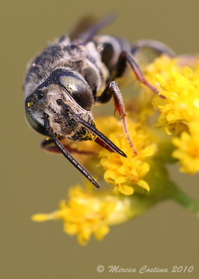 Plasterer bees (Colletidae family)