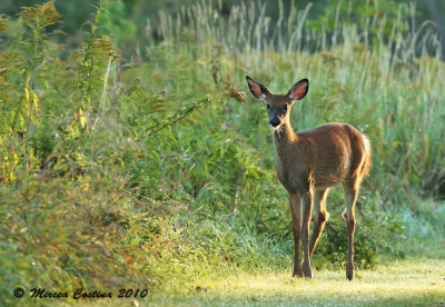 White-tailed deer (Odocoileus virginianus) in the morning light