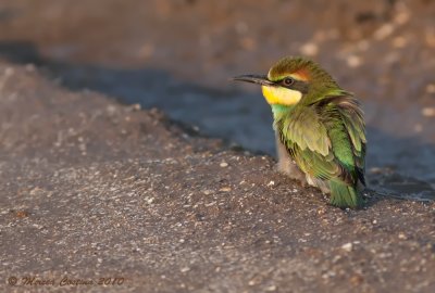 European Bee-eater,Guêpier d'Europe   (Merops apiaster)-Juvenile