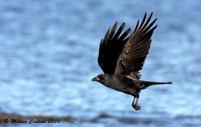 American Crow,  Corneille d'Amrique (Corvus brachyrhynchos)