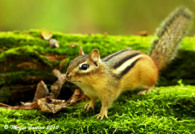 Eastern Chipmunk (Tamias striatus)