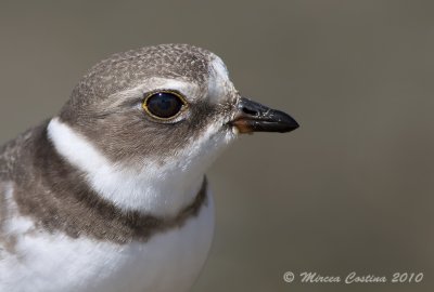 The Semipalmated Plover, Pluvier semipalm (Charadrius semipalmatus)