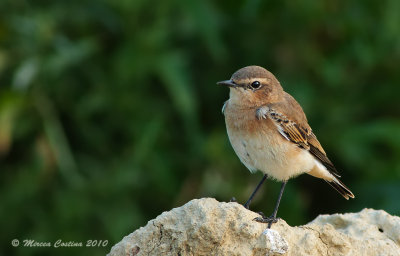 Northern Wheatear, Traquet motteux  (Oenanthe oenanthe)