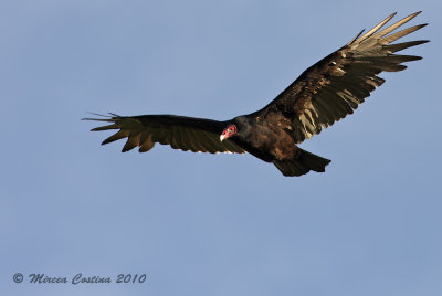 Turkey Vulture, Urubu  tte rouge (Cathartes aura)