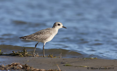 Grey Plover, Pluvier argent (Pluvialis squatarola)