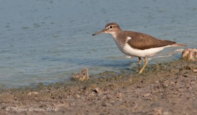 Common Sandpiper,  Chevalier guignette (Actitis hypoleucos)